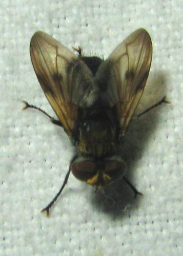 Réf. 212 985 : Ectophasia sp.